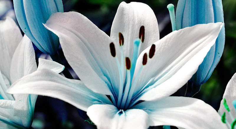Service image