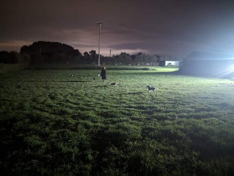 Secure off lead field night lights