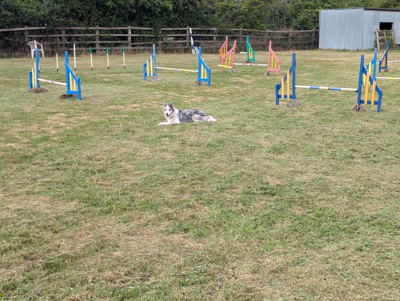 Secure off lead field fun training equipment