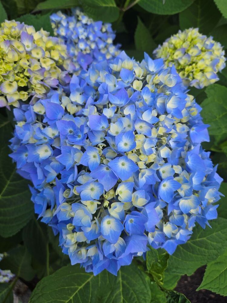 Imagem do fornecedor