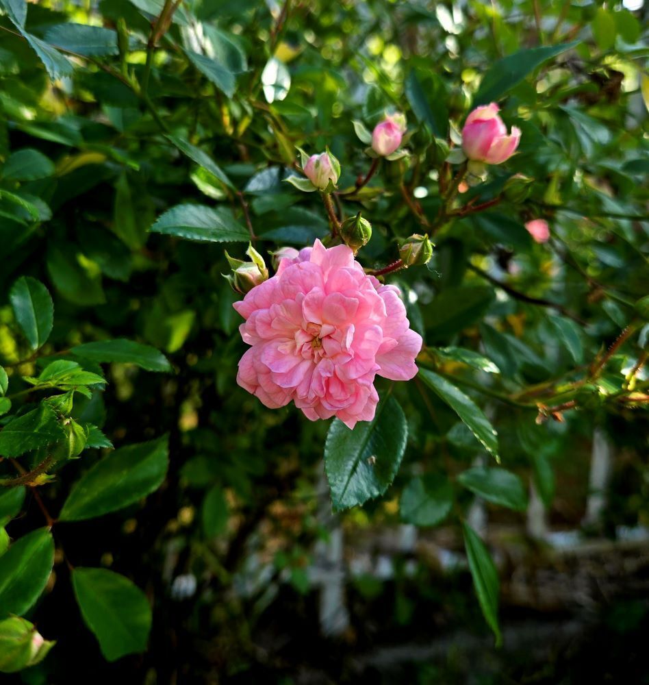 Imagem do fornecedor