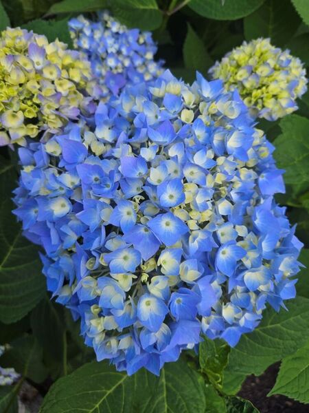 Imagem do fornecedor