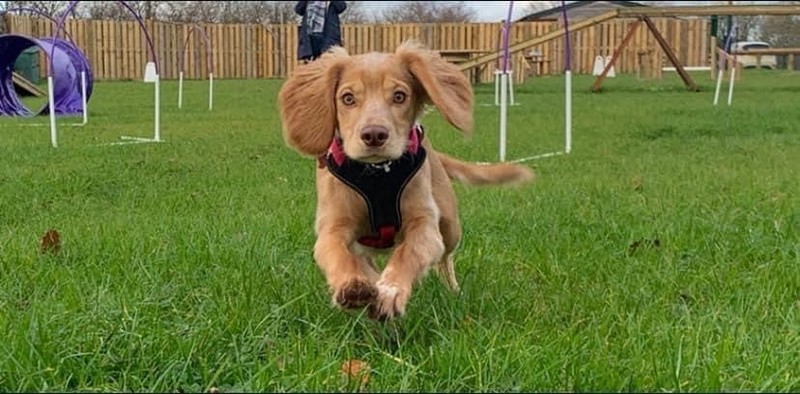 Little Florence having a wonderful time in our agility field