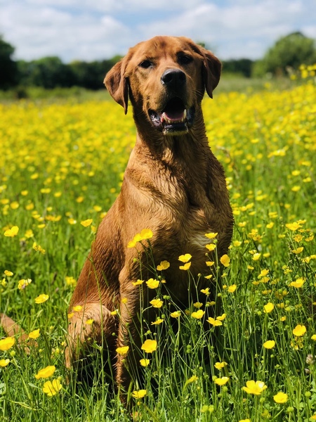 Purbeck fashion gundogs