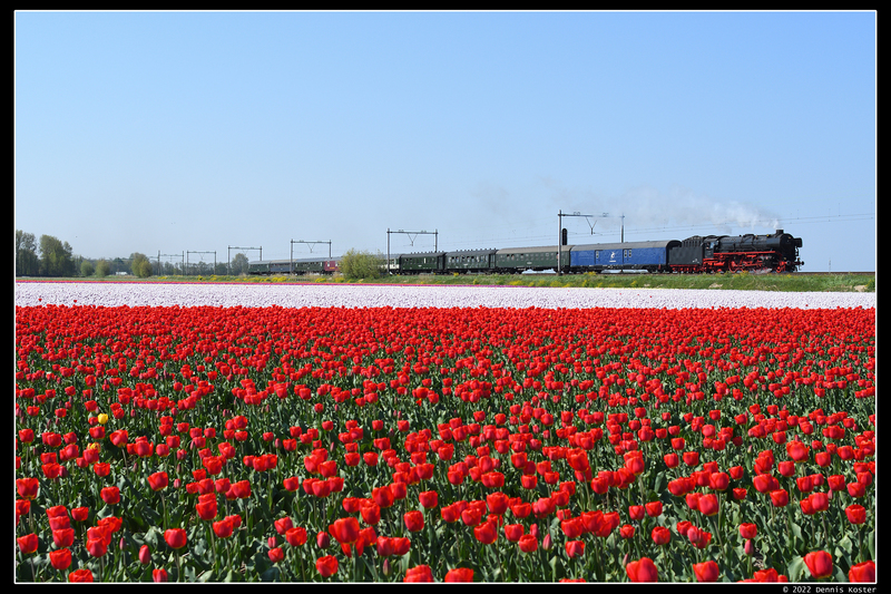 Onze stoomtrein passeert hier de vele fotografen in de bollenvelden tussen Lisse & Hillegom