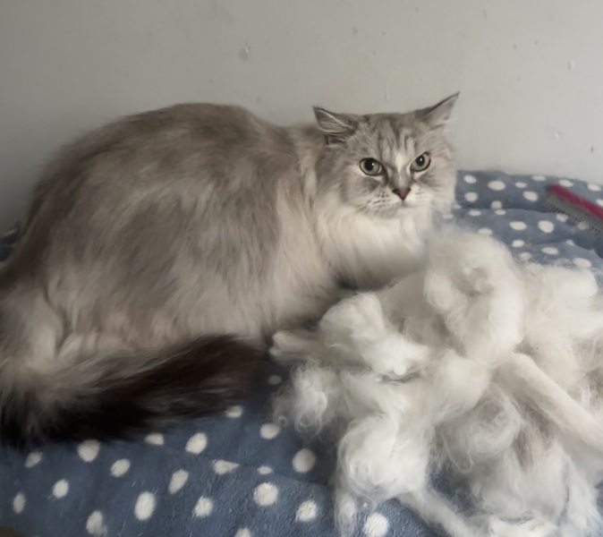 Full Groom 