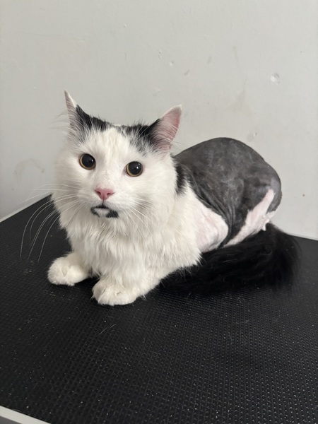 Welfare Shave 