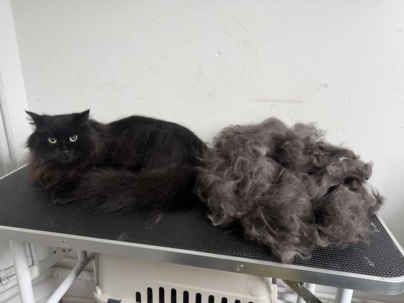 Signature deshed groom