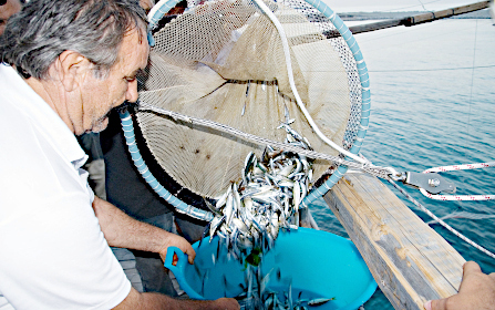 Service image