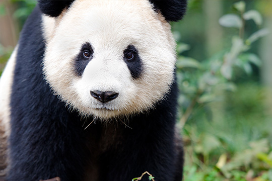 Imagem do fornecedor