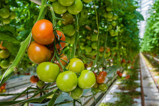 Imagem do fornecedor