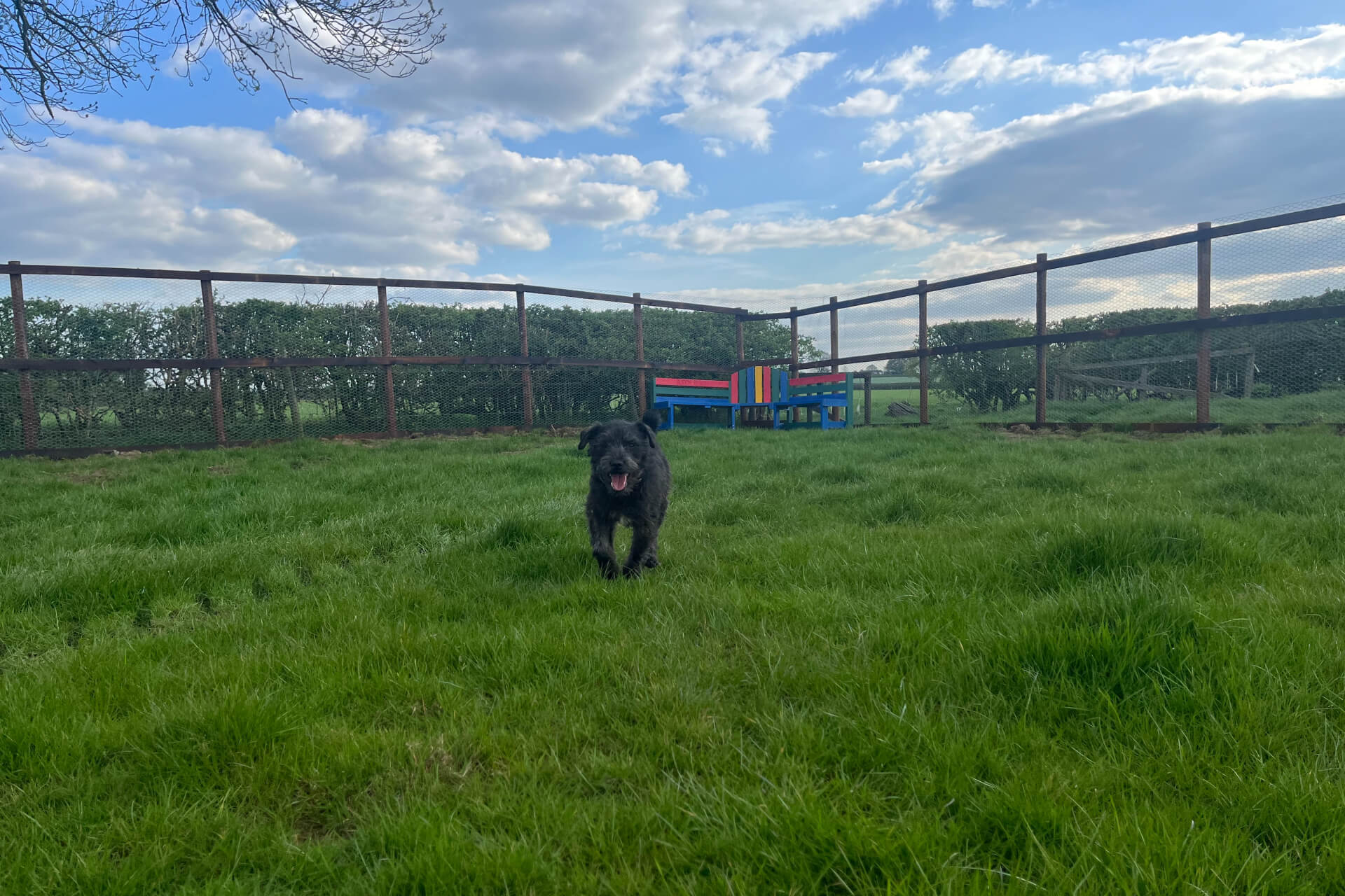 Dog walking on sale fields securely fenced