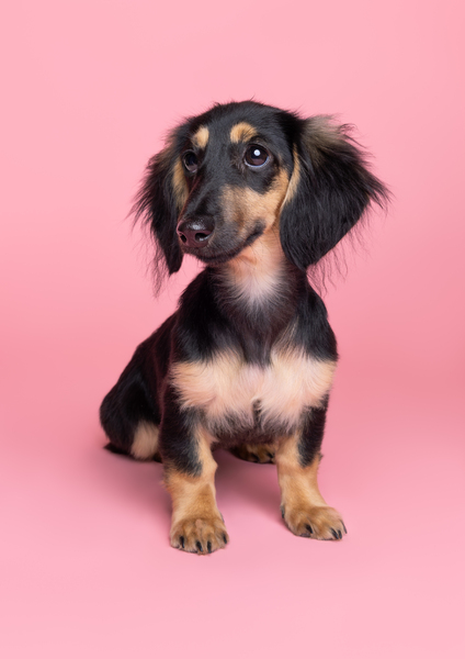Miniature Dachshund puppy with black and tan markings posing against the Pink Woof Photography backdrop. 
