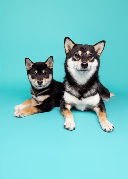 Flame & Frost the Shiba Inu siblings posing on the Woof Photography teal blue backdrop. 