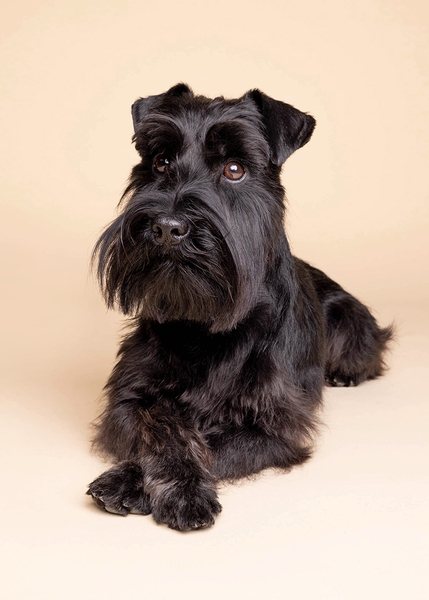 Kenji the black miniature schnauzer posing with crossed paws against the cream WoofPhotography backdrop. by Jonny the London Dog Photographer. 
