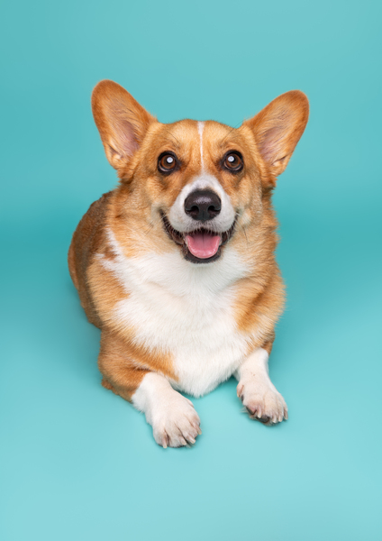Worldwide Winston the Pembrokeshire Corgi and international dog influencer photographed on the Woof Photography teal blue backdrop. 